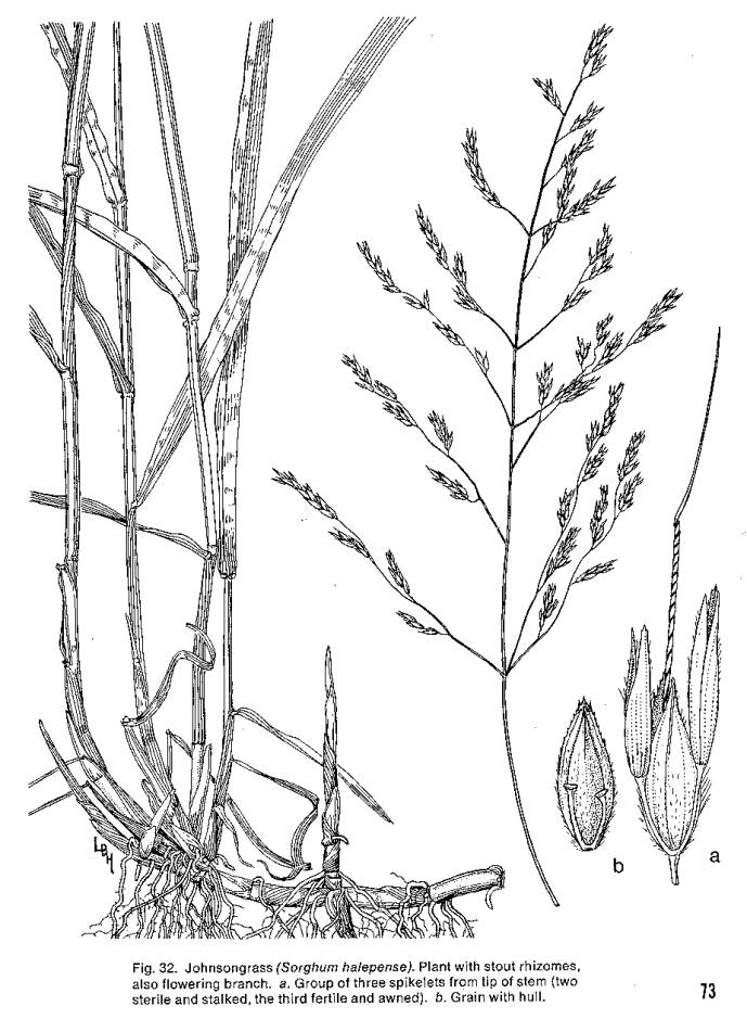 689x939 Johnson Grass Line Drawing - Grass Line Drawing