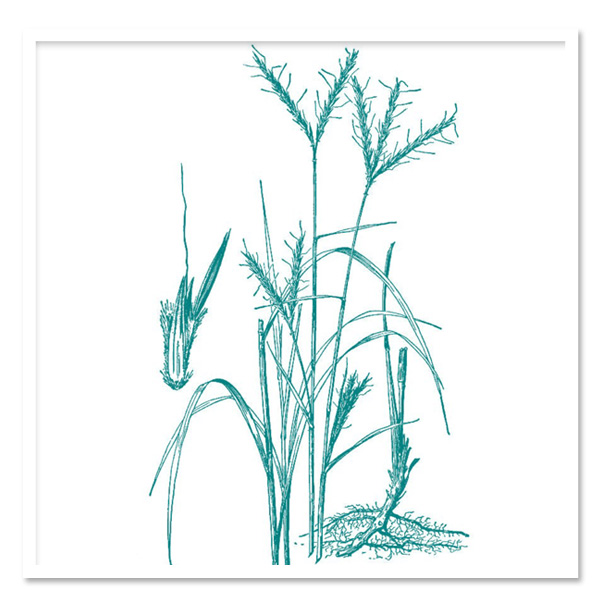 600x600 Andropogon Gerardii, Big Blue Stem Grass Sugar Creek Gardens - Grass Line Drawing