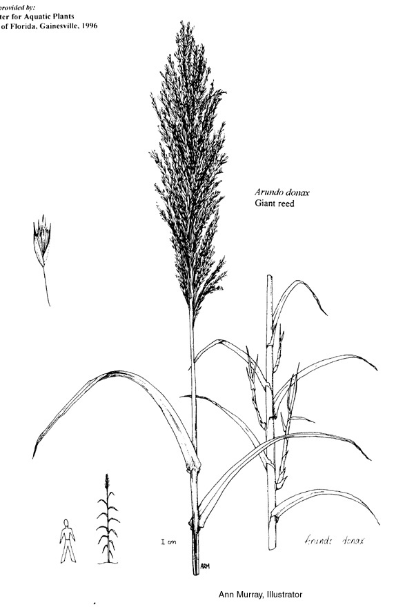 600x893 Plant Line Drawings Ufifas Center For Aquatic And Invasive Plants - Grass Line Drawing