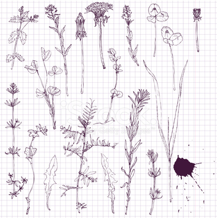 438x440 Set Of Line Drawing Flowers And Grass Stock Vector - Grass Line Drawing