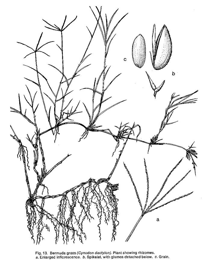 688x868 Bermuda Grass Line Drawing - Grass Line Drawing