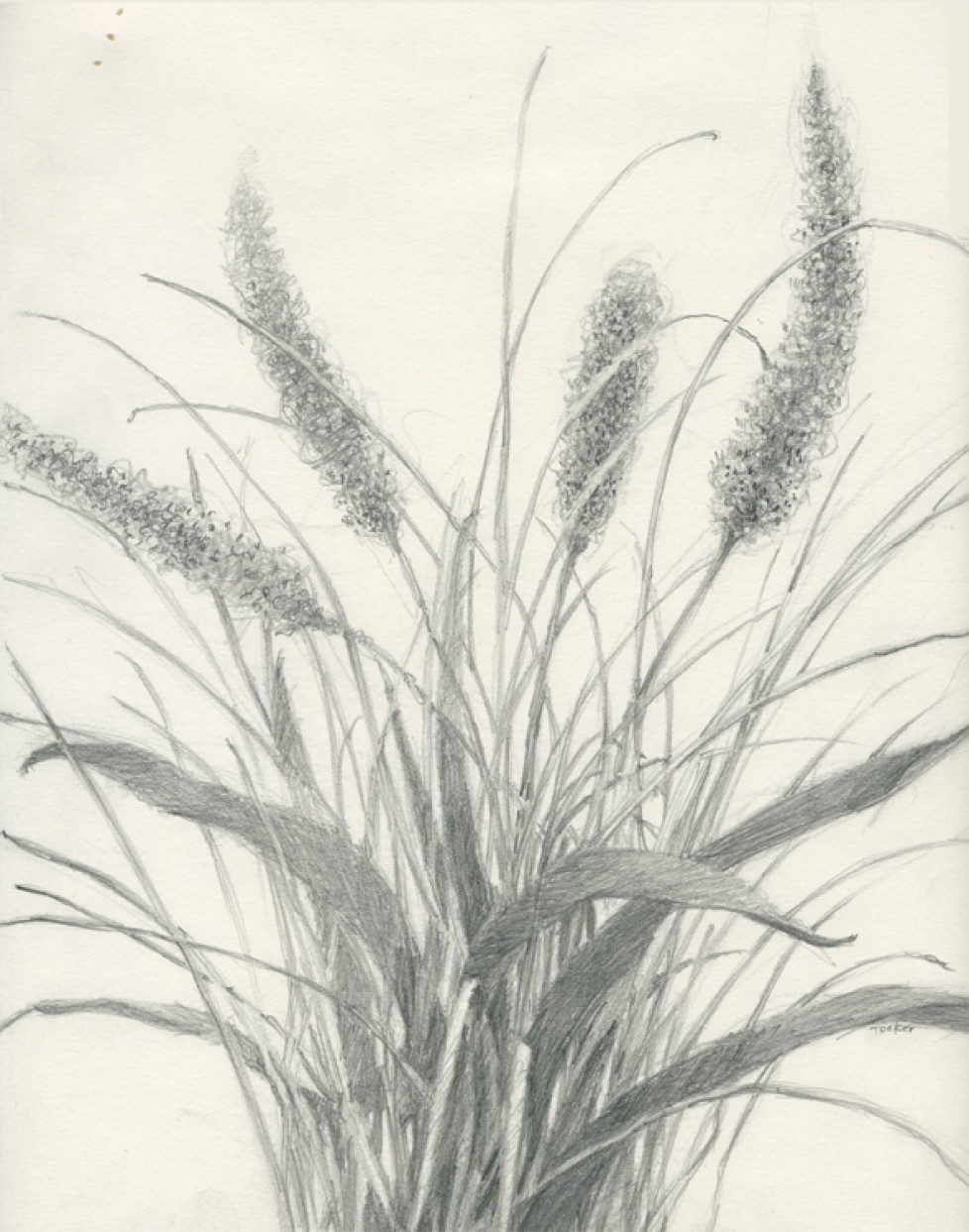 Grass Pencil Drawing: A Detailed Guide for Beginners