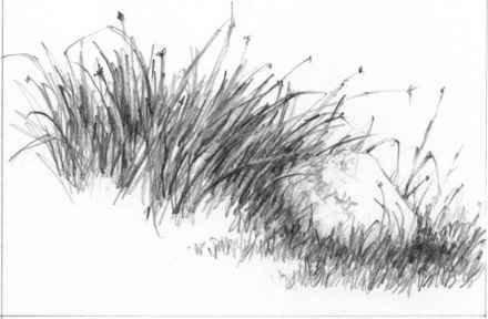 440x288 How Draw Grass Pencil Ideas For Painting In Drawings - Grass Pencil Drawing