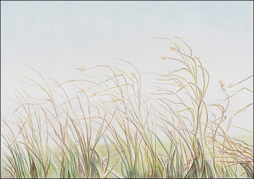 502x355 How To Draw Autumn Grass In Colored Pencil - Grass Pencil Drawing