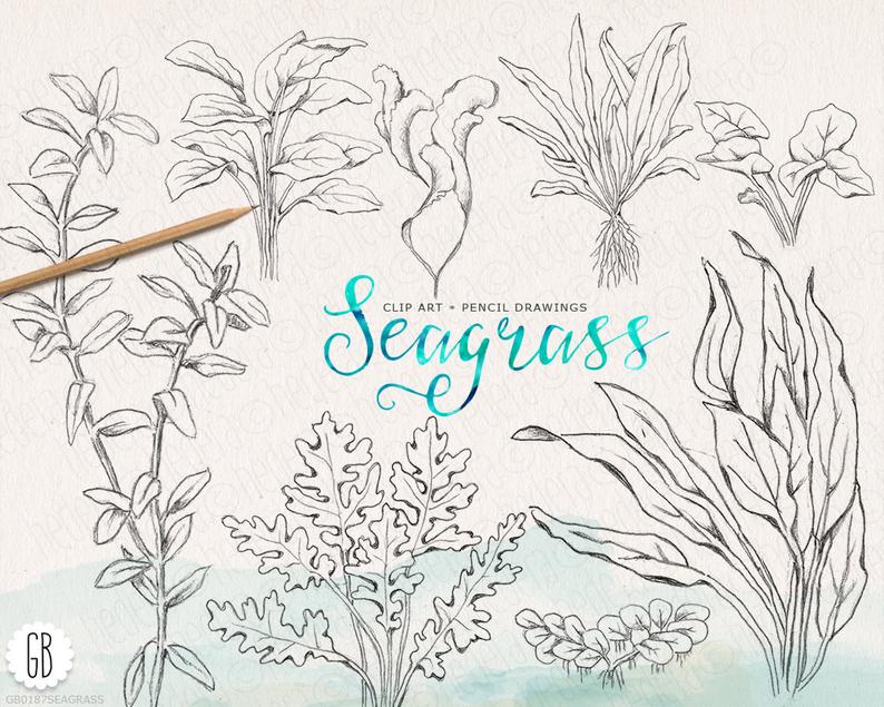 794x635 seaweeds sea grass handdrawn vintage grasses pencil etsy - Grass Pencil Drawing