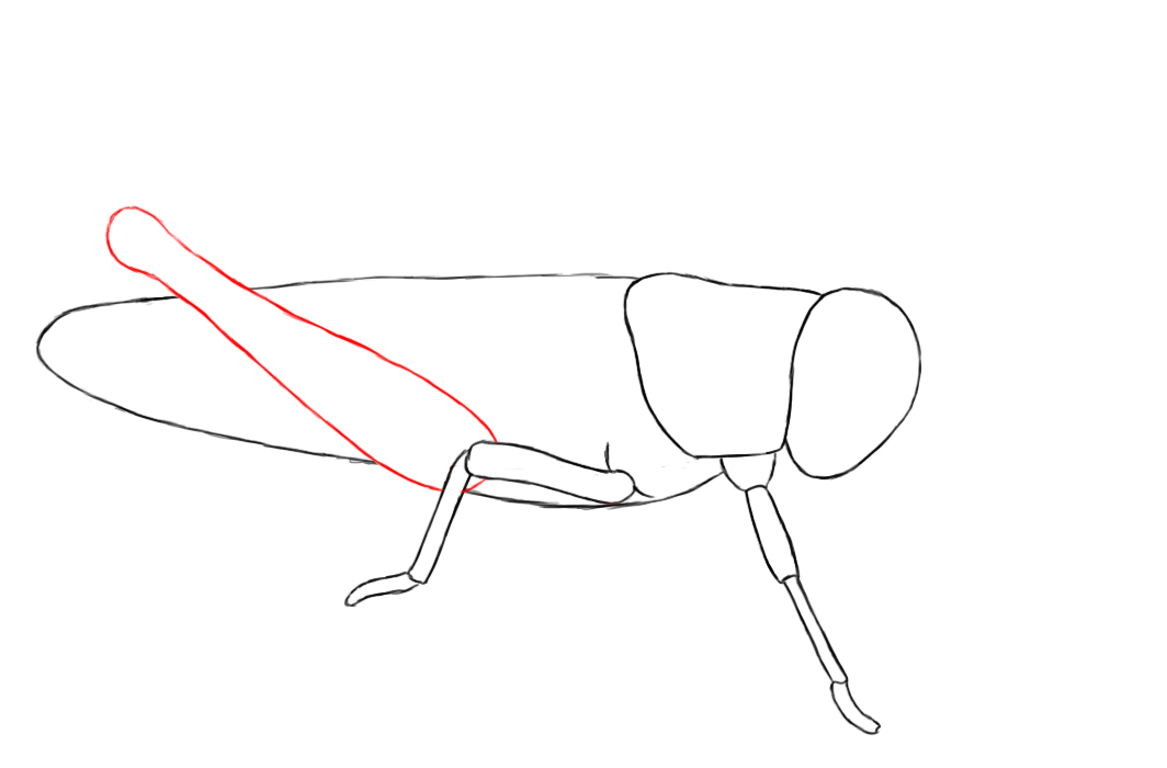 1064x700 how to draw a grasshopper - Grasshopper Drawing