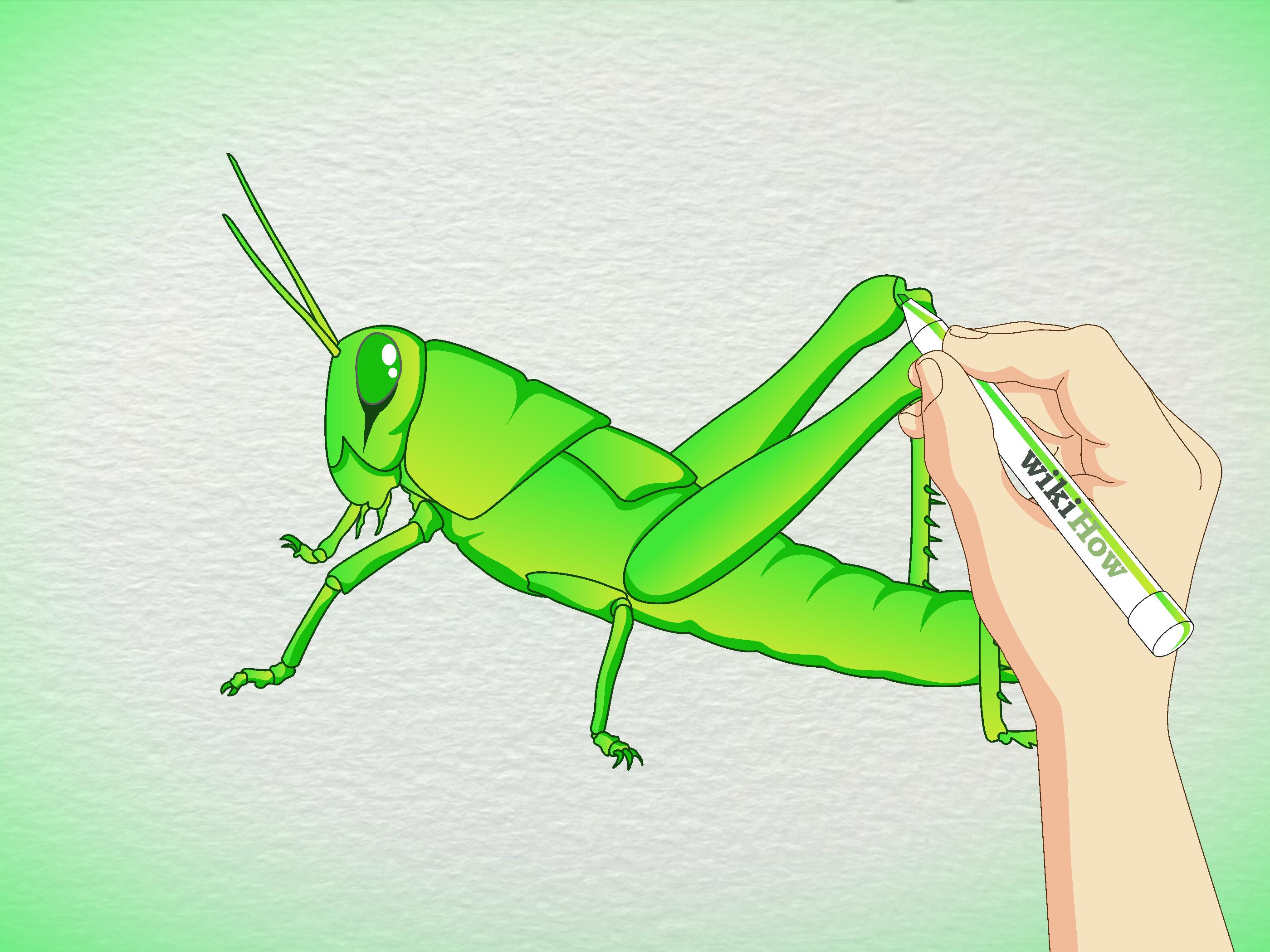 2800x2100 how to draw a grasshopper steps - Grasshopper Drawing
