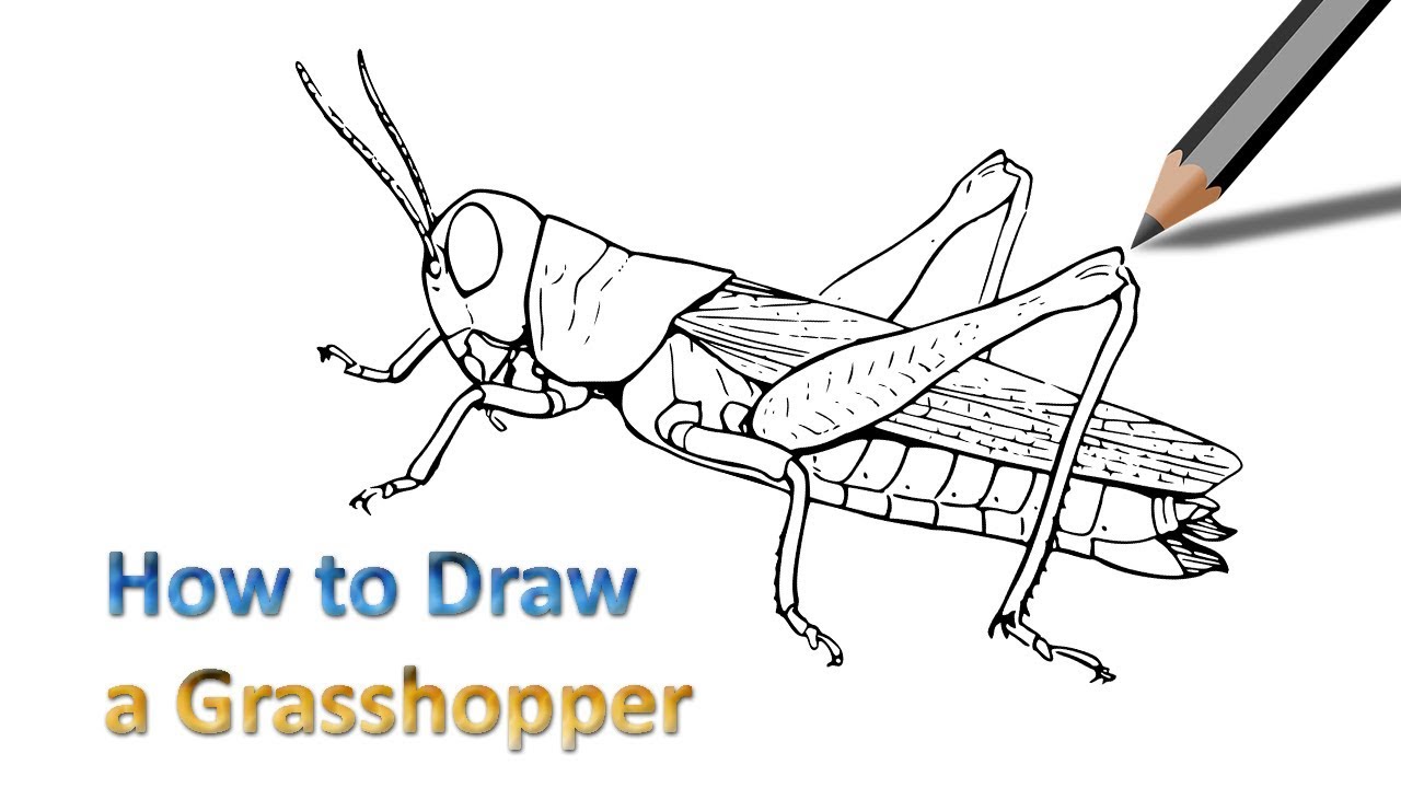 1280x720 how to draw a grasshopper step - Grasshopper Drawing