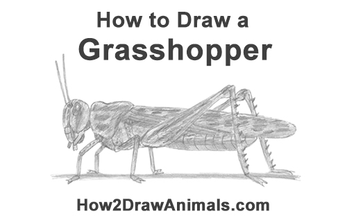 500x315 how to draw a grasshopper - Grasshopper Drawing