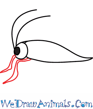 300x350 how to draw a grasshopper - Grasshopper Drawing