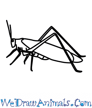 300x350 how to draw a green grasshopper - Grasshopper Drawing