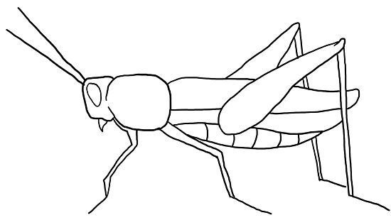 550x310 image result for grasshopper drawing simple rang angels - Grasshopper Drawing