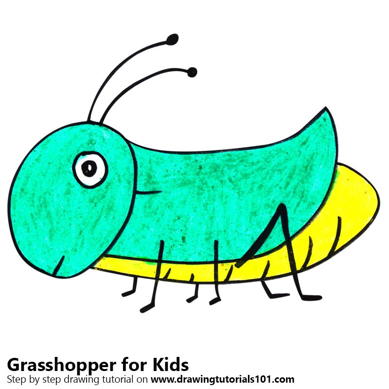 800x800 learn how to draw a grasshopper for kids - Grasshopper Drawing
