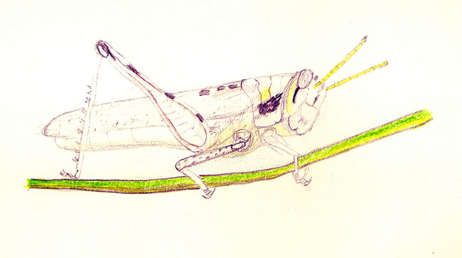 650x363 bug of the week grasshopper drawing growing with science blog - Grasshopper Drawing