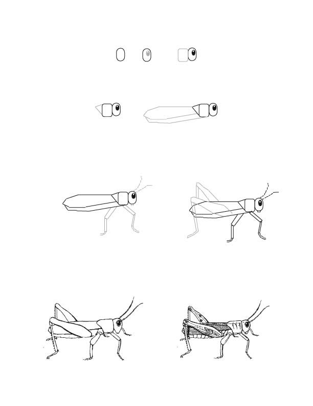 612x792 grasshopper drawing lesson i'm drawing a blank drawings - Grasshopper Drawing
