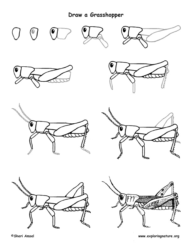 612x792 grasshopper drawing lesson - Grasshopper Drawing