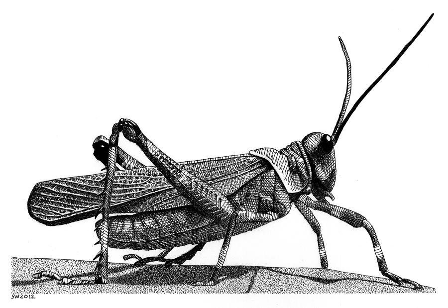 900x619 grasshopper drawing - Grasshopper Drawing