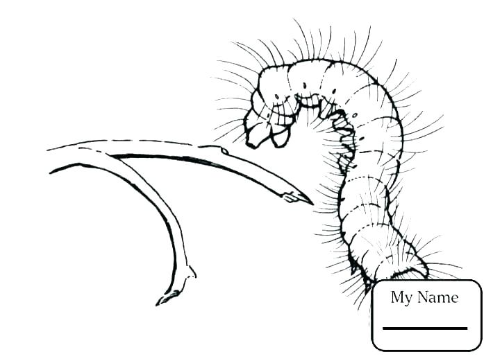 710x521 Frog Life Cycle Activities Drawing At Free For Personal Use Grade - Grasshopper Drawing For Kids