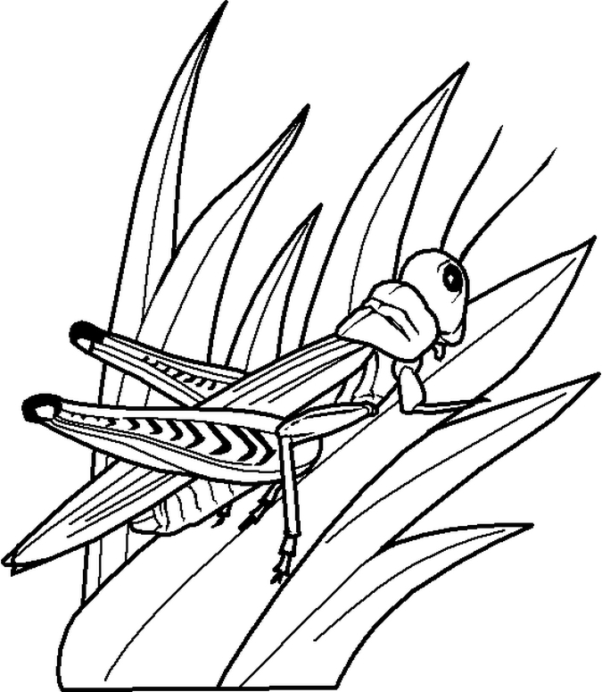 675x775 grasshopper coloring pages for kids - Grasshopper Drawing For Kids