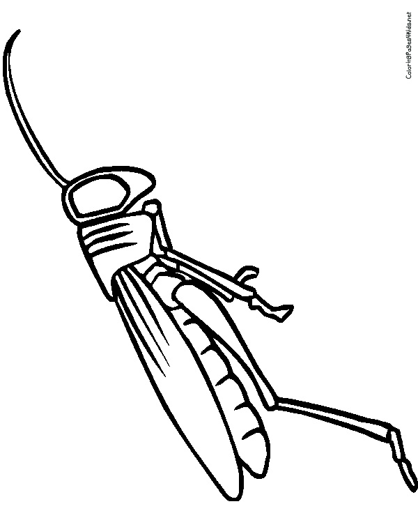 600x756 grasshopper drawing for kids - Grasshopper Drawing For Kids