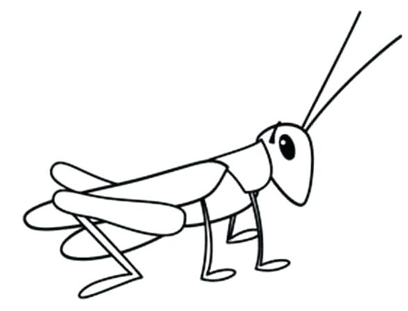 587x447 grasshopper with long leg coloring - Grasshopper Drawing For Kids