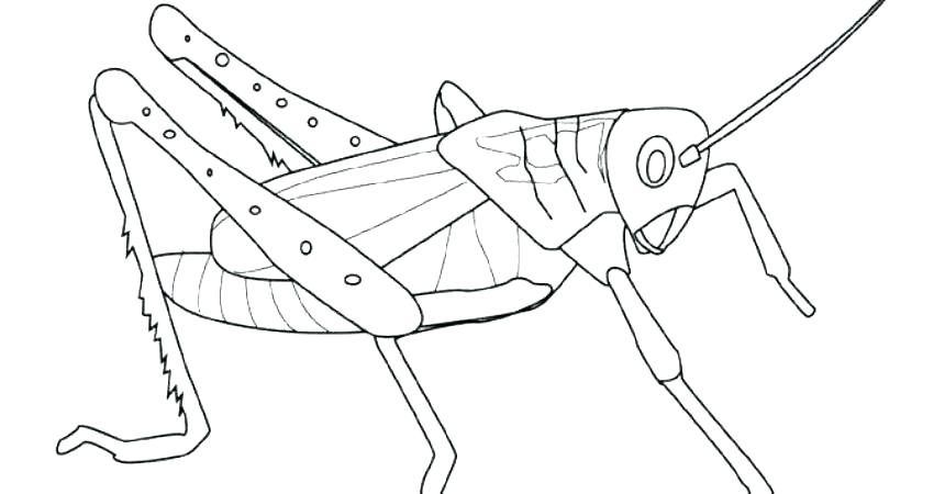 860x450 grasshopper drawing locust for free download - Grasshopper Drawing For Kids