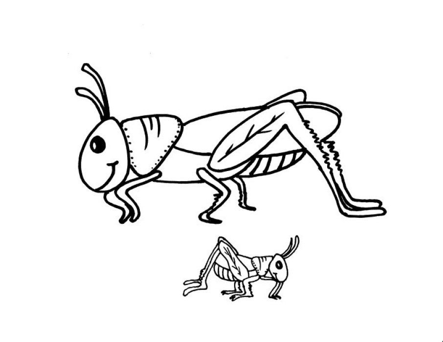 906x700 grasshopper drawing free download - Grasshopper Drawing For Kids