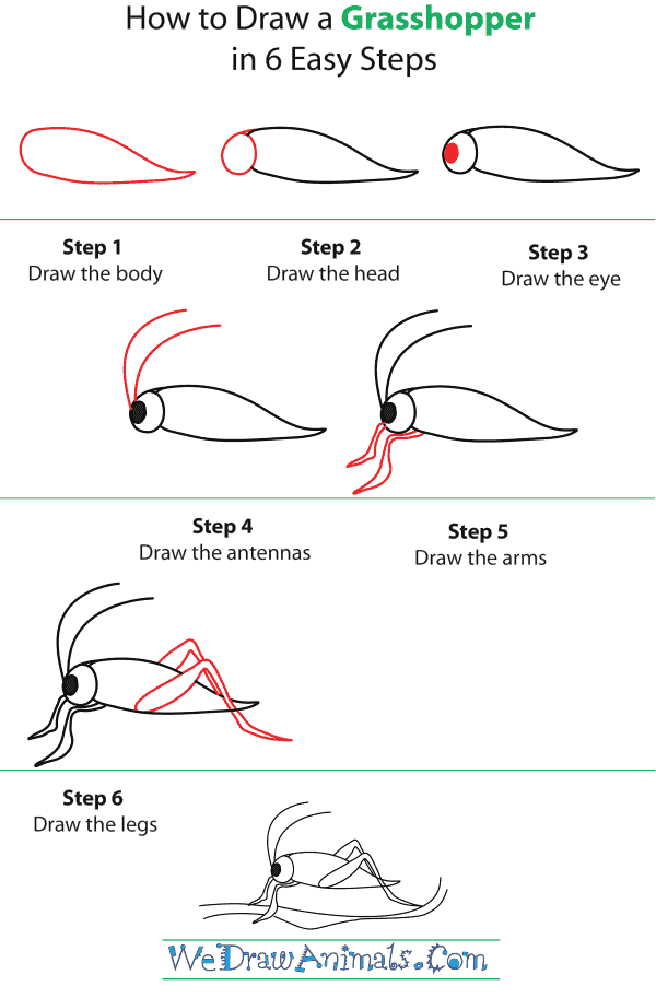 600x913 how to draw a grasshopper - Grasshopper Drawing For Kids
