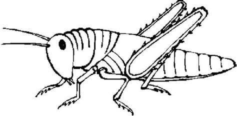 474x232 grasshopper clipart outline - Grasshopper Drawing Outline