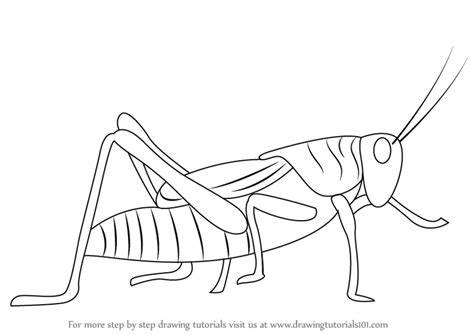 474x335 grasshopper drawing outline gtgt - Grasshopper Drawing Outline