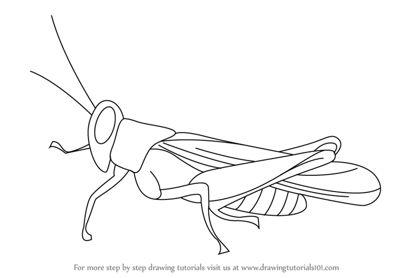 800x566 grasshopper drawing free download - Grasshopper Drawing Outline