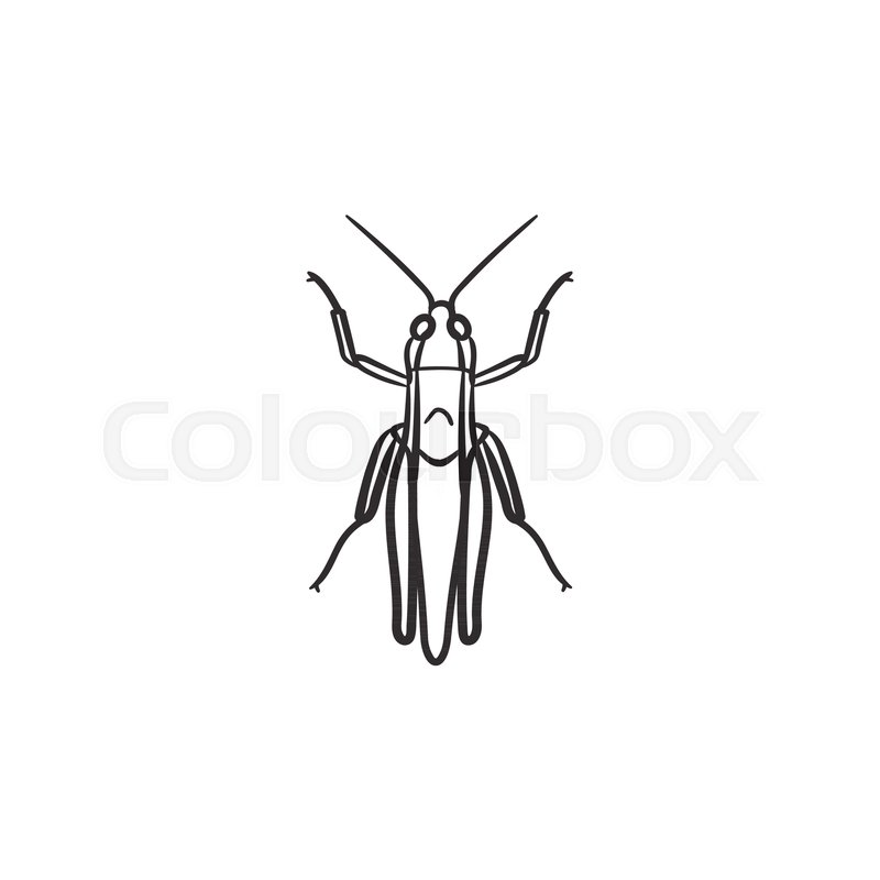 800x800 grasshopper hand drawn outline doodle stock vector colourbox - Grasshopper Drawing Outline