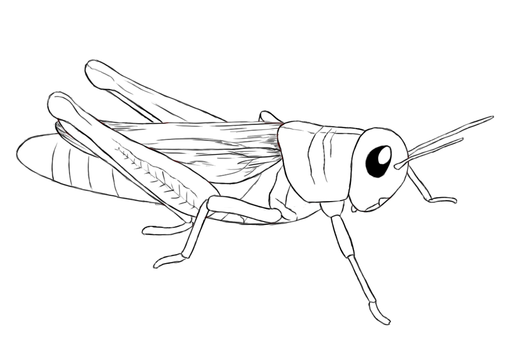 1064x700 how to draw a grasshopper - Grasshopper Drawing Outline