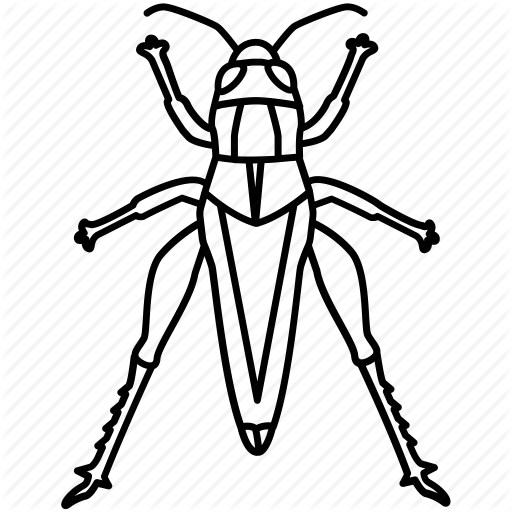 512x512 bug, chapuline, cricket, grasshopper, insect, katvdid, locust icon - Grasshopper Drawing Outline