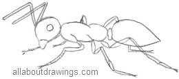 260x115 How To Draw Insects In Pencil - Grasshopper Drawing Outline