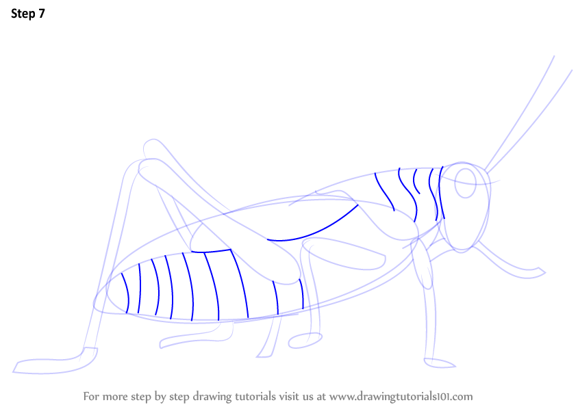 844x598 learn how to draw a grasshopper - Grasshopper Drawing Outline