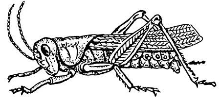 450x210 X Greeting Card Line Drawing Grasshopper - Grasshopper Line Drawing