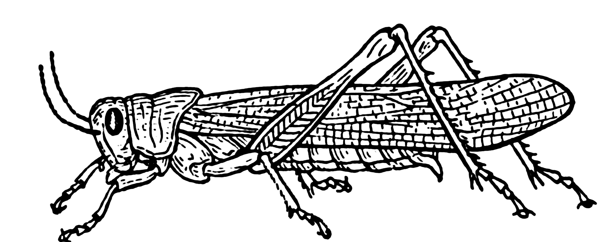 1942x782 Filegrasshopper - Grasshopper Line Drawing