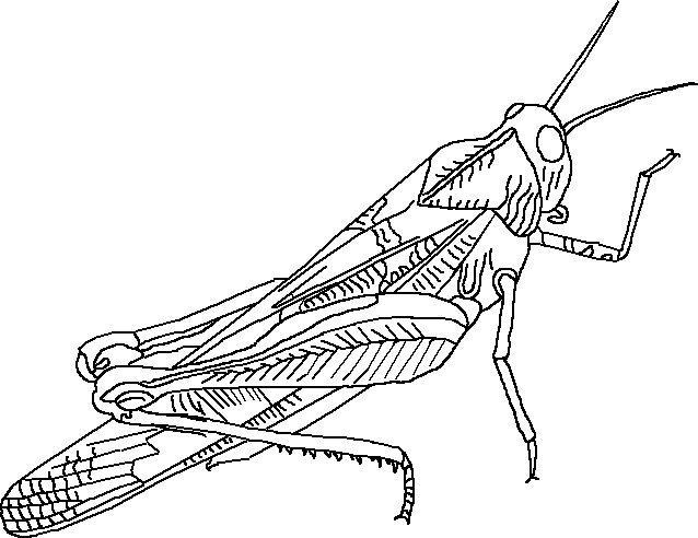 638x492 Grasshopper - Grasshopper Line Drawing