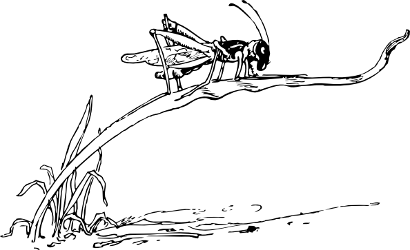 594x363 Grasshopper On Blade Of Grass Clip Art - Grasshopper Line Drawing