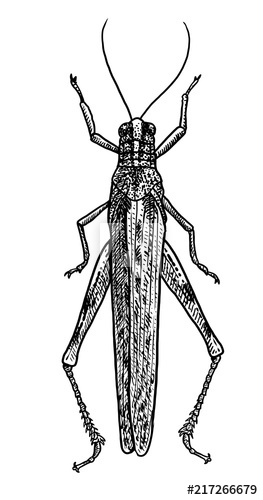 263x500 Grasshopper Illustration, Drawing, Engraving, Ink, Line Art - Grasshopper Line Drawing
