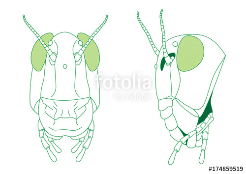 500x354 Grasshopper Vector Line Drawing Stock Image And Royalty Free - Grasshopper Line Drawing