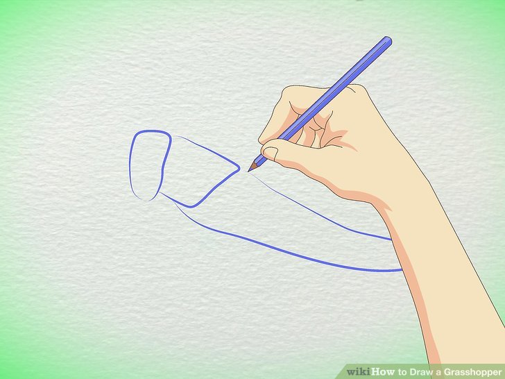 728x546 How To Draw A Grasshopper Steps - Grasshopper Line Drawing