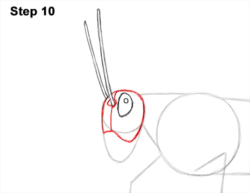 500x386 How To Draw A Grasshopper - Grasshopper Line Drawing