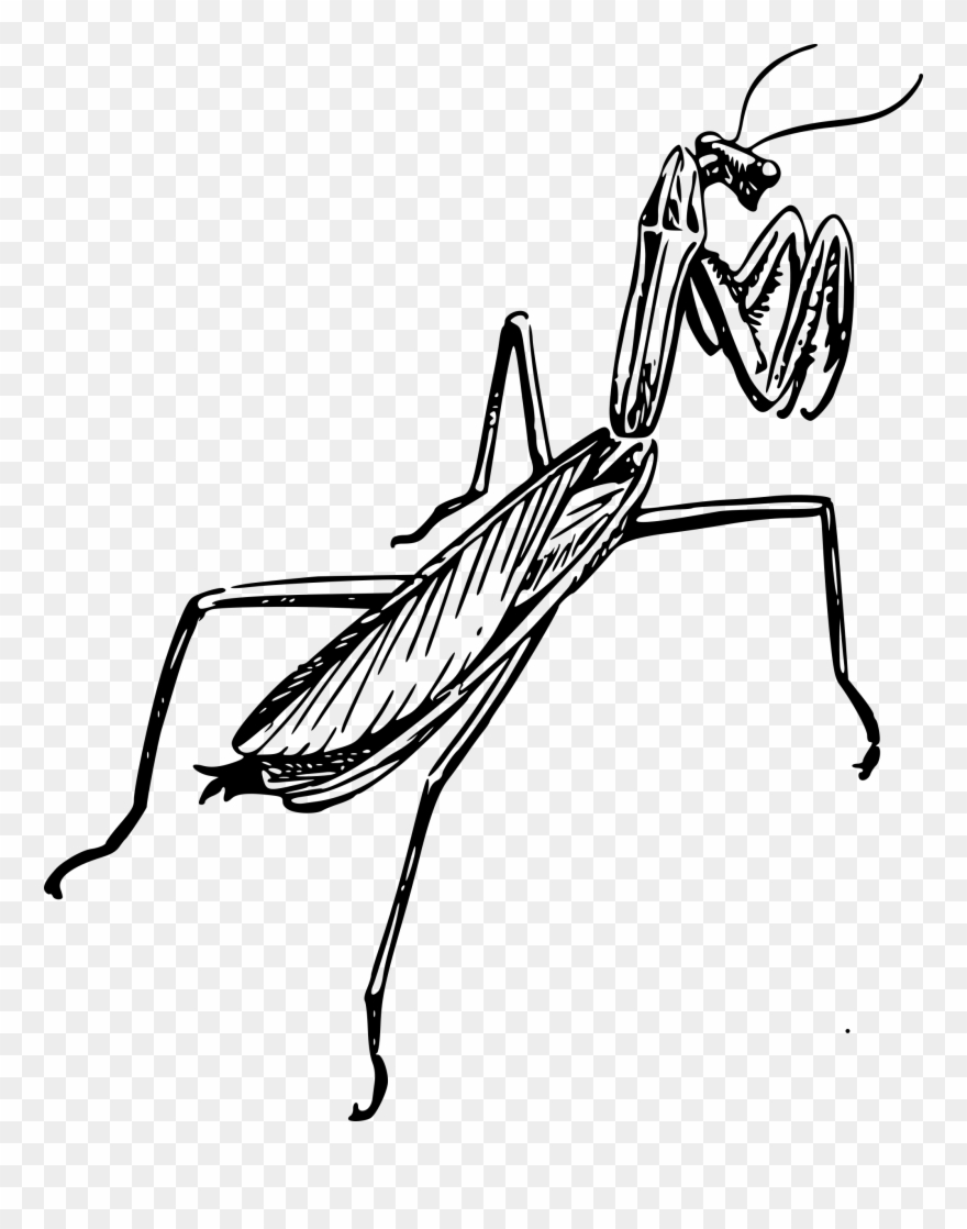 880x1118 Image Library Stock Grasshopper Clipart Line Drawing - Grasshopper Line Drawing