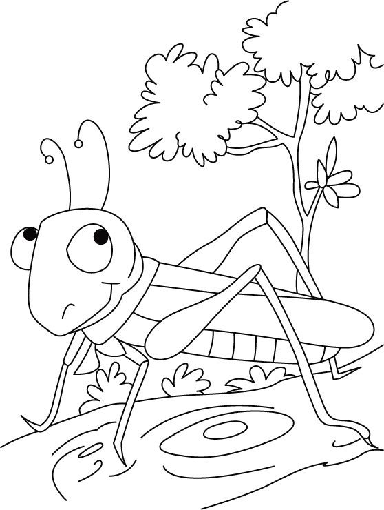 558x740 Line Drawing Of A Grasshopper - Grasshopper Line Drawing