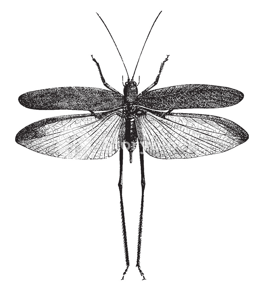 906x1000 Narrow Leaved Grasshopper Is Herbivorous Insects Of The Suborder - Grasshopper Line Drawing
