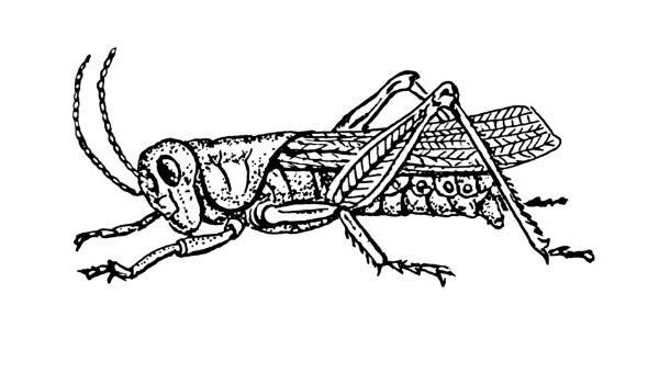 600x350 X Acrylic Keyring Line Drawing Grasshopper - Grasshopper Line Drawing