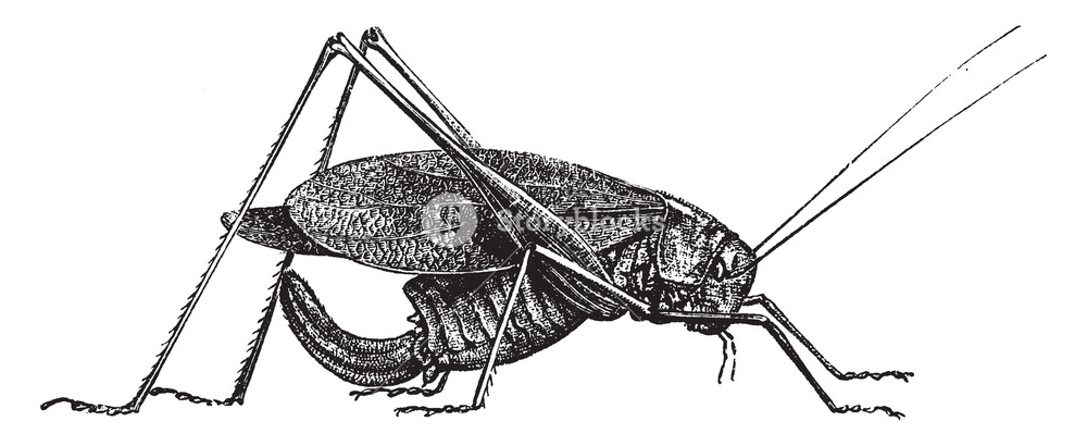 1000x410 Oblong Leaf Winged Grasshopper That Change Color And Behavior - Grasshopper Line Drawing