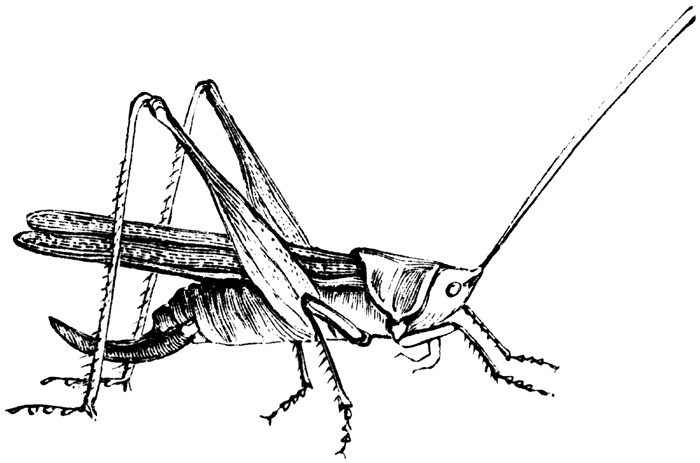 700x463 Grasshopper Tattoo - Grasshopper Line Drawing